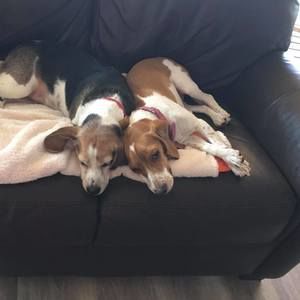 Meet your Posher, Carol